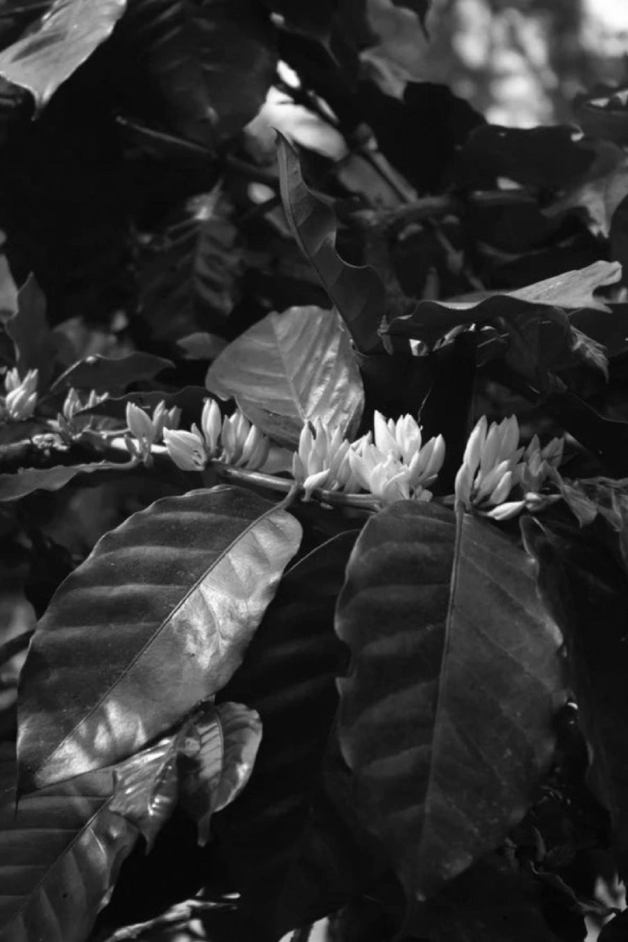 Honduras Finca Gosen