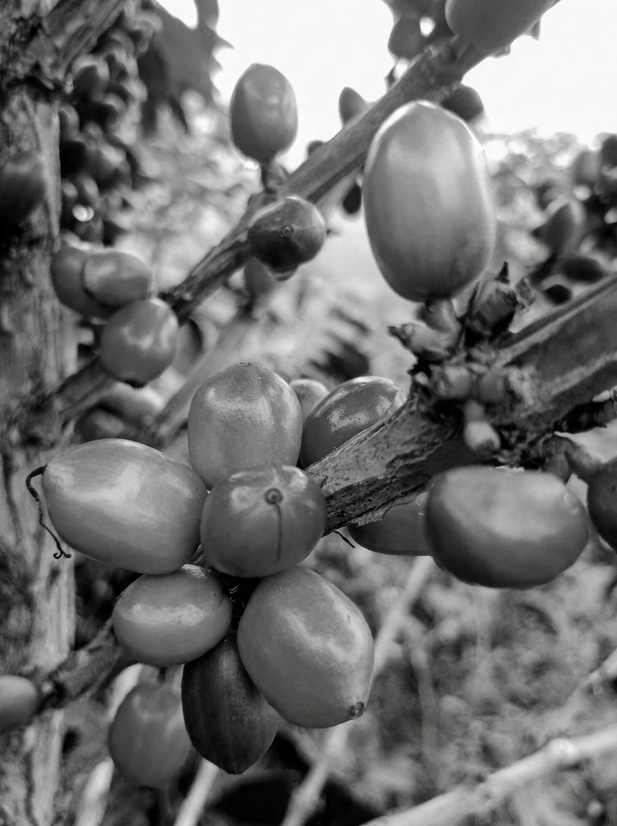 Colombia Finca Río Negro